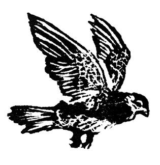 CHRISDANENYC Chris Dane NYC logo